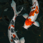 ai generated, fish, koi-8520465.jpg