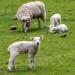 lamb, sheep, pasture-1353266.jpg