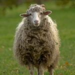 sheep, lamb, pets-1078694.jpg
