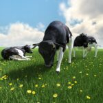 summer, pasture, cows-2377737.jpg