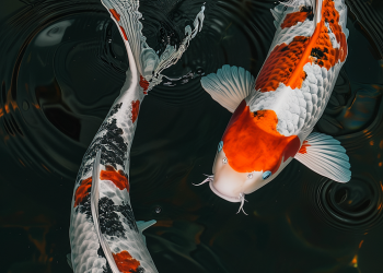 ai generated, fish, koi-8520465.jpg