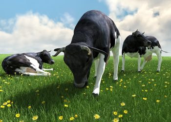 summer, pasture, cows-2377737.jpg